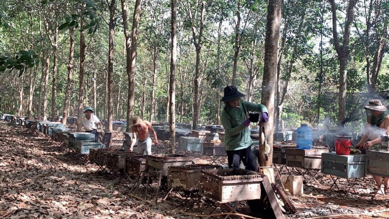 Mật ong nuôi tự nhiên Suong House - SH45