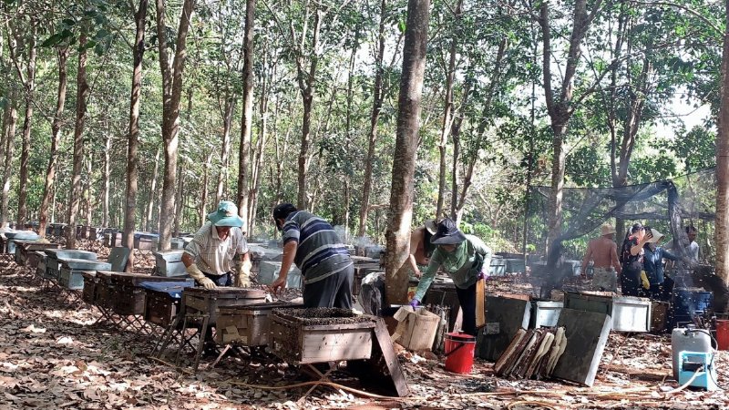 Mật ong nuôi tự nhiên Suong House - SH45